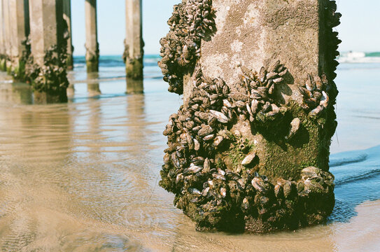 Barnacles on pier