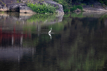 Fototapeta premium Egret searching for food bird