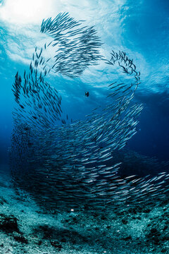 Barracuda