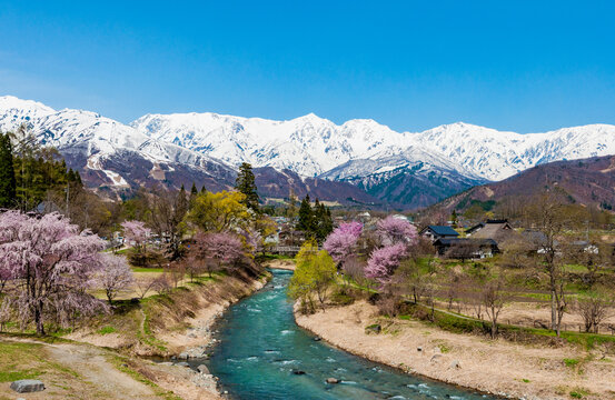 Cherry blossoms in Hakuba