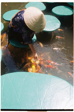 Person feeding koi fish in a pond while sitting on a platform