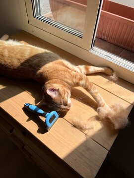 Cat rests on wooden table in sunlight while grooming fur