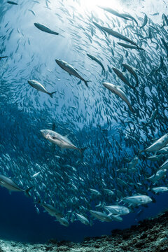 A school of Bigeye trevally
