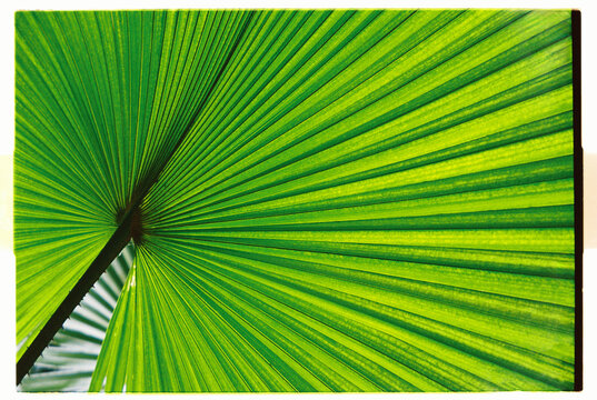 Close view of a green palm leaf showing its pattern and texture