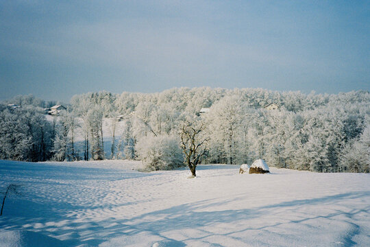 Lone tree in snowy landscape