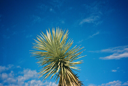 Joshua Tree Shrub against blue sky