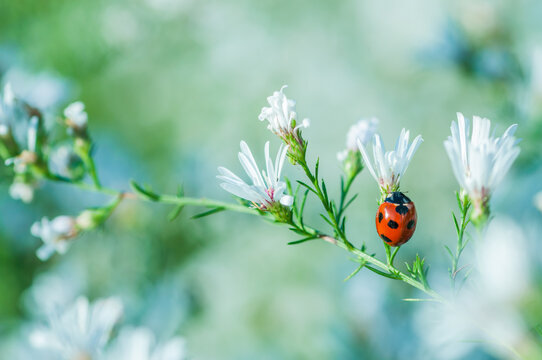Ladybug