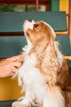 Cavalier king charles spaniel receiving regular grooming care