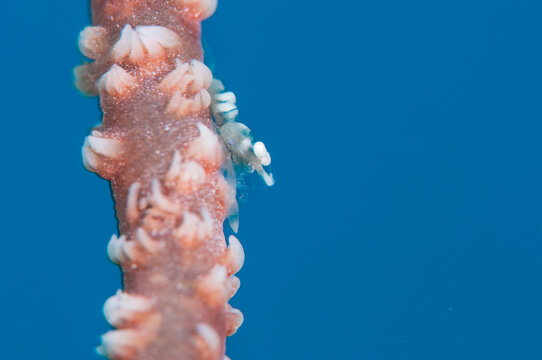 Whip coral shrimp