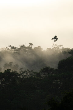 Tropical Forest Landscape