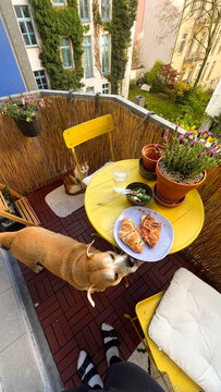 Dog Reaching For Breakfast On Balcony