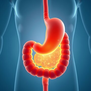 Anatomy of the human digestive system