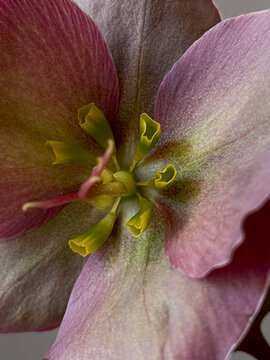 Flower pistil and stamens macro