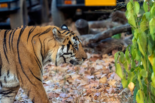 Bengal Tiger Walks Among Safari Vehicles, Bandhavgarh National Park  