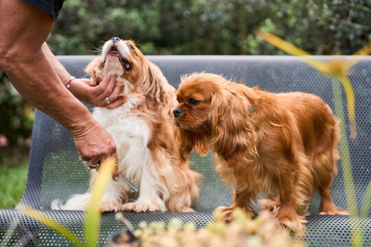 Person grooming a cavalier king charles spaniel dog outdoors