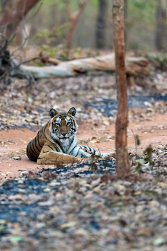 Female Tiger Looking At The Camera While Resting On A Dusty Road  