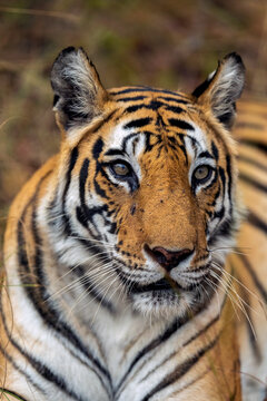 Bengal Tiger Close Up Vertical Portrait  