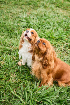 Cavalier king charles spaniel dogs looking up outdoors