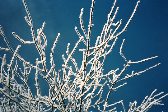 Frost covered branches against blue sky