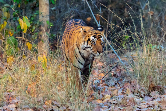Bengal Tiger Walking On A Forest In Bandhavgarh National Park  