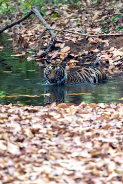 Bengal Tiger Take A Bath In An Indian Stream, Vertical Portrait  