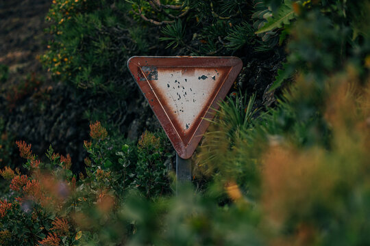 Weathered yield sign in lush La Palma roadside vegetation