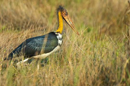 Lesser Adjutant Portrait At Bandhavgarh National Park, India  