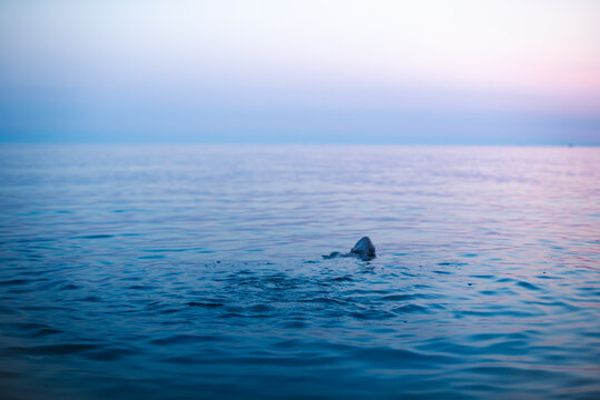 Lone swimmer in open sea at blue hour