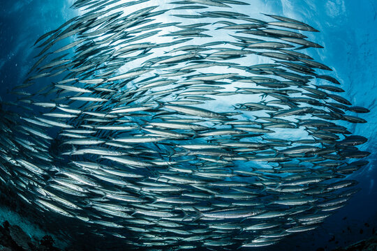 Barracuda