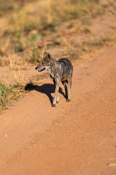 Golden Jackal Stroll Along A Sandy Road In Kanha National Park, India 
