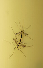 Fototapeta premium Mating Crane Flies on Wall of Home Shallow DOF