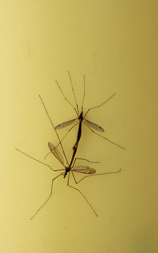 Mating Crane Flies on Wall of Home Shallow DOF