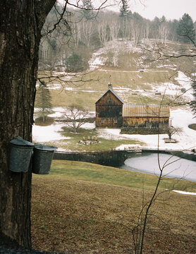 Landscape Vermont Farm Maple tree 