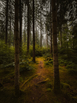 forest path