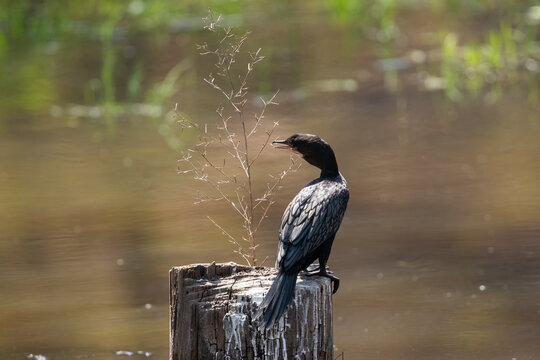 Indian Cormorant Perched On A Pole  