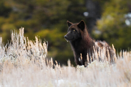 Black wolf standing in yellowstone national park winter