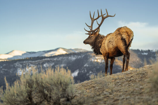 Elk bull with large antlers standing on hill 
