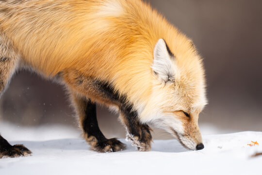 Red fox sniffing snow in yellowstone national park winter