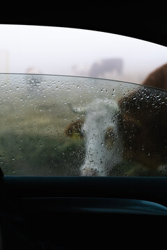 Cow seen through rainy car window