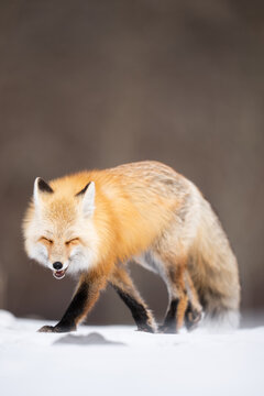 Red fox walking on snow in yellowstone national park
