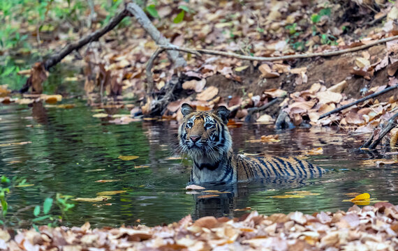 Tiger Take A Bath In An Indian Stream  