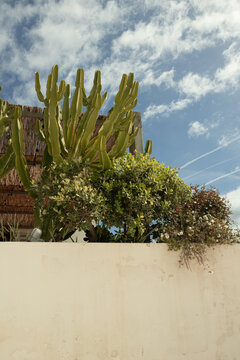 Cactus Above Garden Wall