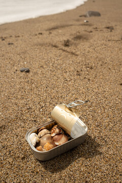 Seashells In Tin Can