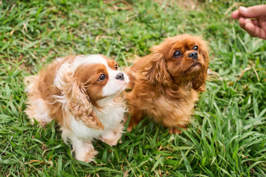 Two cavalier king charles spaniel puppies getting treats outdoors