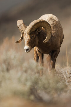 Bighorn sheep ram walking through yellowstone national park