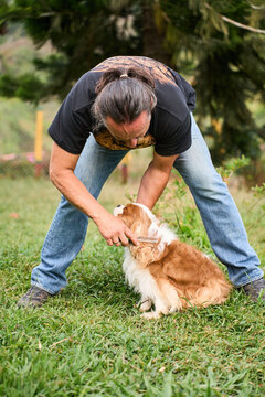 Adult man grooming cavalier king charles spaniel outdoors