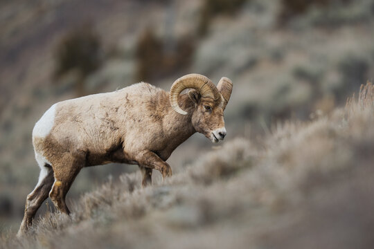 Bighorn sheep ram walking through yellowstone mountain landscape