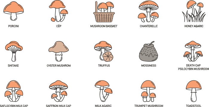 Edible and poisonous wild mushrooms linear icons set containing organic fungi types forest foraging elements vector illustration