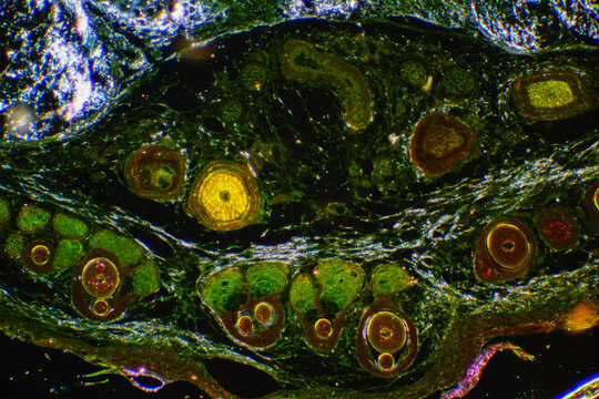 Mouse Tail Cross Section Micrograph