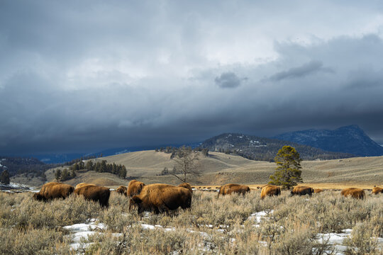 American bison herd grazing in yellowstone national park